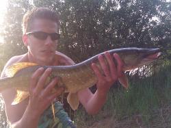 Hecht: Esox in Abendrot