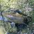 Wels (Waller): Hübscher Beifang beim Köderfisch angeln